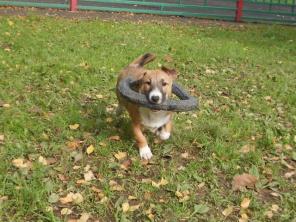 Маленький, игривый щенок Лиза ищет любящий дом! Москва.