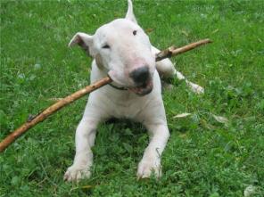 Лорик, белый бультерьер-джентельмен ищет дом, Москва.