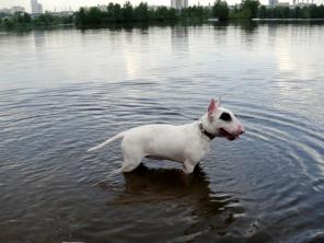 �����, ����� ������ ���������� ���� ���������� ���, ������.