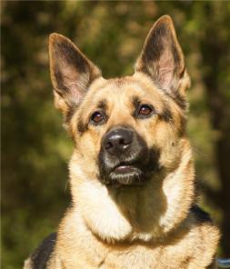 ���� ����� ��� �������� ������� ����