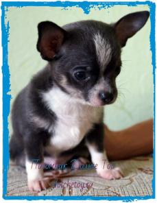 Элитные щенки чихуахуа редкого окраса