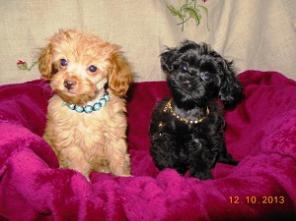 ����� ������������� �������