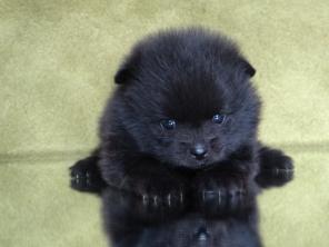 Щенок шпиц медвежонок