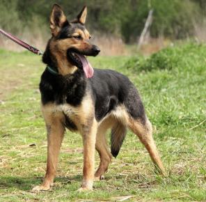 ����-������� ���� ���