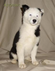 ����� �������� �����