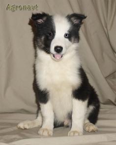 ����� �������� �����