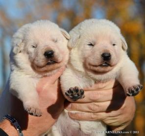 ����� ����� ����������� �������