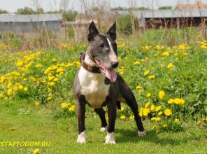 ������, �������� ������� ������� ���� ���, ������