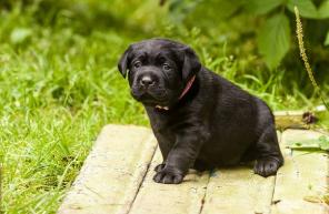 Высокопородные щенки лабрадора ретривера.