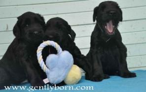 ����� �����