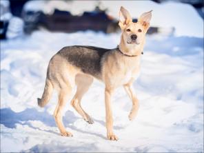 В дар веселая добродушная собака Лана, 1 год