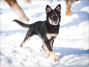Собака в дар – ласковая Шаня, 1 год