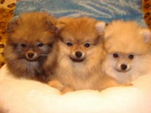 ����������  (���������)  �����.