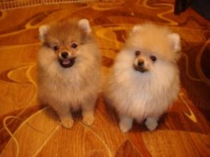 ����������  (���������)  �����.