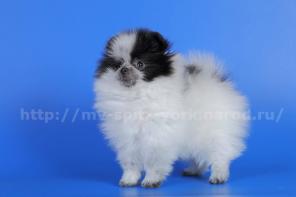 ��������� ����� �����, ������� ����-����. (����-���������) ������