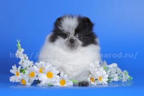 ��������� ����� �����, ������� ����-����. (����-���������) ������