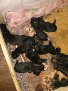 ����� ���� �����