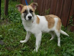 Умница и красавица Венди 4 мес в дар