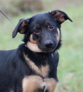 Викки изящная и ласковая собака в дар