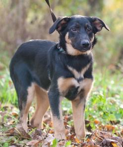 Викки изящная и ласковая собака в дар