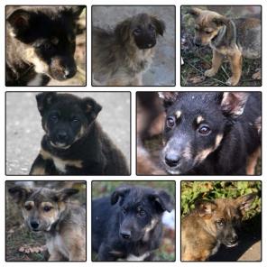 ����� ���������