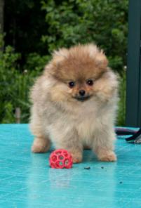 ����� ������������ �����