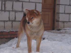 сиба ину ( шиба ину) щенки продажа