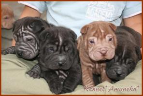 ����� ������ �� ��������� �������