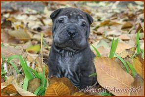 замечательные щенки шарпея из питомника Аманэку