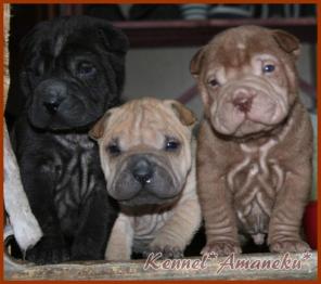 замечательные щенки шарпея из питомника Аманэку