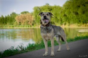 Рон ищет дом! Собака в добрые руки.