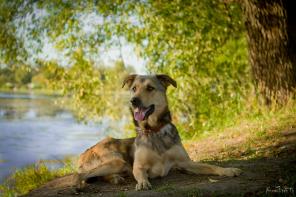 Рон ищет дом! Собака в добрые руки.