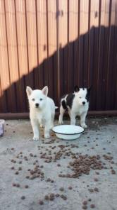 ������������ ���� ��������� ������