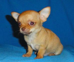 �������� �/� ����� - ��������