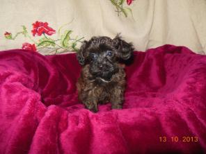 Щенки Петербургской Орхидеи