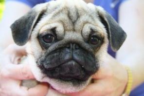 Щенки мопса