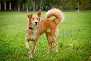 ��������� �����, ����� ����� � ���