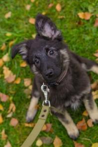 Чудесная малышка, метис овчарки, 3,5 мес., в дар!