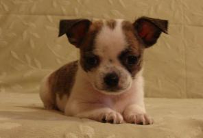 �����-���, ����������-����, ����� � ������, ����� � ������, ���.