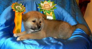 ����� �������� �����