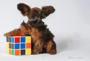 ����� �������