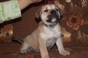 супер ка де бошки!