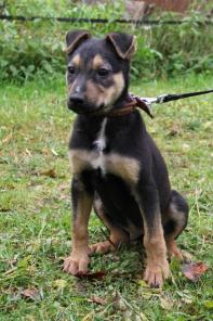 Ягд-терьер (метис)