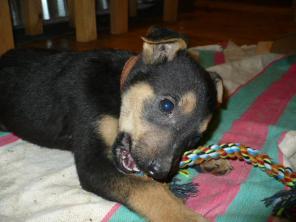 Ягд-терьер (метис)