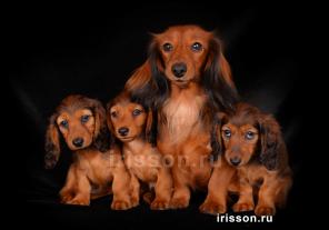 ����� �����. �������� �����, ����������� �����.