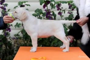 Щенки лабрадора