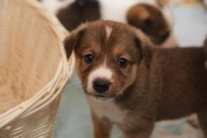 Милые щеночки в дар