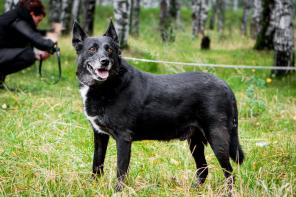 �����-���������, ��������, ������ ���