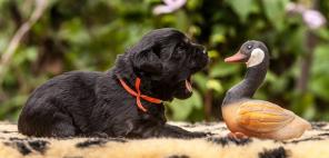 Щенки лабрадора ретривера.