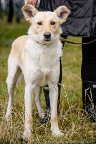 Ганс - ласковый, уютный, красивый песик.